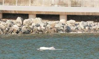 深圳海湾出现白海豚